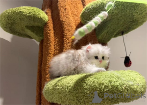 Foto №2 zu Ankündigung № 153202 zu verkaufen minuet cat kurzhaar - einkaufen Deutschland 