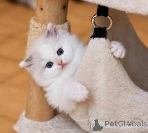Foto №2 zu Ankündigung № 177057 zu verkaufen ragdoll-katze - einkaufen Finnland 