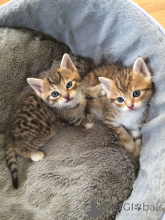 Foto №1. ceylon katze - zum Verkauf in der Stadt Aizlenten | 300€ | Ankündigung № 157793