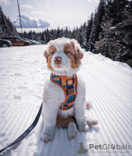 Foto №1. australian shepherd - zum Verkauf in der Stadt Oslo | 450€ | Ankündigung № 80676