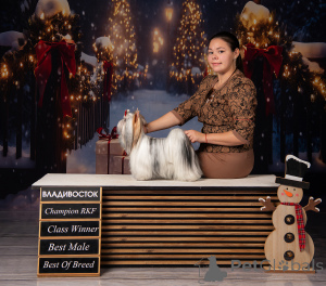 Foto №2. Paarung Service biewer terrier. Preis - verhandelt