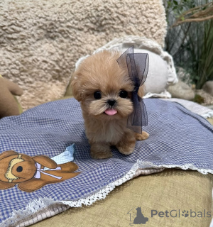 Foto №1. pudel (toy) - zum Verkauf in der Stadt Berlin | 550€ | Ankündigung № 167648