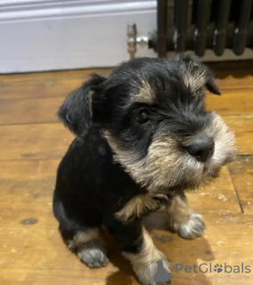 Foto №2 zu Ankündigung № 160016 zu verkaufen deutscher schäferhund - einkaufen Lettland quotient 	ankündigung