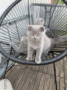 Foto №1. schottische faltohrkatze - zum Verkauf in der Stadt Kaiserslaunern | 350€ | Ankündigung № 174071