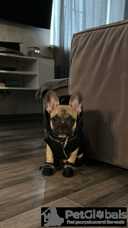 Foto №2. Heimtierprodukte in USA. Price - verhandelt. Ankündigung № 134480 