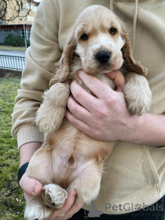 Foto №2 zu Ankündigung № 159409 zu verkaufen amerikanischer cocker spaniel - einkaufen Deutschland quotient 	ankündigung