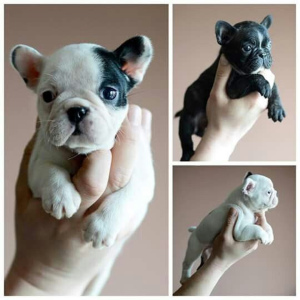 Zusätzliche Fotos: Miniatur Französische Bulldogge, schöne Welpen 1kg.