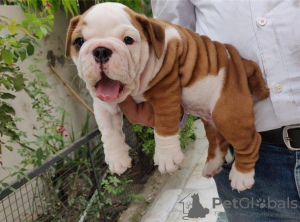 Foto №2 zu Ankündigung № 80053 zu verkaufen englische bulldogge - einkaufen Australien quotient 	ankündigung