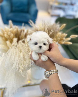 Foto №1. malteser - zum Verkauf in der Stadt Tampa | verhandelt | Ankündigung № 131506