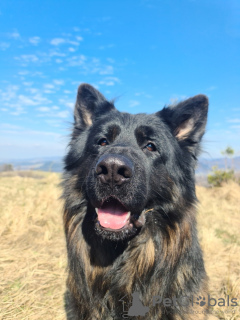 Zusätzliche Fotos: Langhaar Deutscher Schäferhund Welpen aus der Arbeitslinie