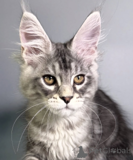 Foto №1. maine-coon-katze - zum Verkauf in der Stadt Baden-Baden | 990€ | Ankündigung № 163663