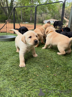 Foto №2 zu Ankündigung № 171287 zu verkaufen labrador retriever - einkaufen Deutschland züchter