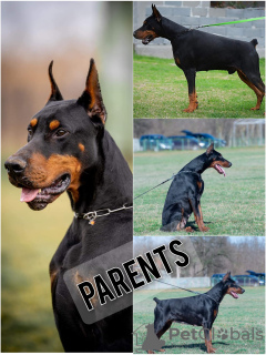 Foto №2 zu Ankündigung № 113900 zu verkaufen dobermann - einkaufen Serbien 