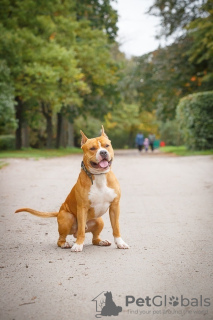 Foto №3. Staffordshire Terrier Welpen. Russische Föderation