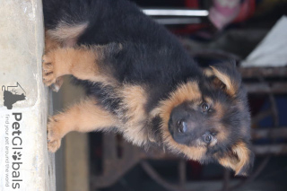 Foto №1. deutscher schäferhund - zum Verkauf in der Stadt Quakenbrück | 400€ | Ankündigung № 118701