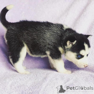 Foto №1. siberian husky - zum Verkauf in der Stadt Ceske Budejovice | verhandelt | Ankündigung № 170691