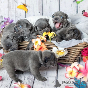 Foto №1. französische bulldogge - zum Verkauf in der Stadt Salzgitter | 159€ | Ankündigung № 129585