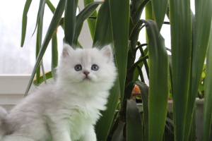 Foto №2 zu Ankündigung № 2312 zu verkaufen britisch langhaar - einkaufen Russische Föderation vom kindergarten