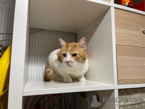 Zusätzliche Fotos: Die bezaubernde rote Katze Bonechka sucht ein Zuhause und eine liebevolle