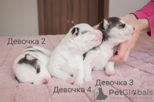 Foto №2 zu Ankündigung № 9448 zu verkaufen siberian husky - einkaufen Ukraine 