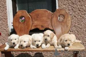 Foto №2 zu Ankündigung № 160309 zu verkaufen golden retriever - einkaufen Finnland quotient 	ankündigung