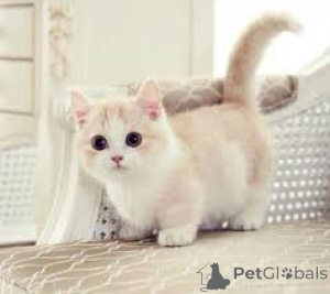 Foto №2 zu Ankündigung № 166959 zu verkaufen munchkin - einkaufen Finnland quotient 	ankündigung, züchter