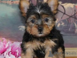 Foto №2 zu Ankündigung № 110093 zu verkaufen yorkshire terrier - einkaufen USA 