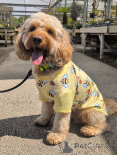 Foto №1. amerikanischer cocker spaniel - zum Verkauf in der Stadt Alavus | 600€ | Ankündigung № 169360