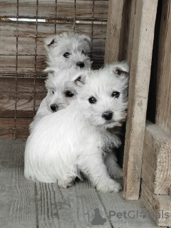 Foto №1. west highland white terrier - zum Verkauf in der Stadt Belgrad | Frei | Ankündigung № 81874