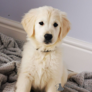 Foto №3. Pedigree Golden Retriever-Welpen sind ab sofort für ein liebevolles Zuhause. Niederlande