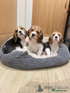 Foto №2 zu Ankündigung № 166491 zu verkaufen beagle - einkaufen Deutschland quotient 	ankündigung