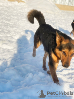 Foto №2 zu Ankündigung № 28103 zu verkaufen mischlingshund - einkaufen Russische Föderation quotient 	ankündigung