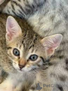 Foto №3. Chatons Mau égyptiens verfügbar à la vente.. Belgien
