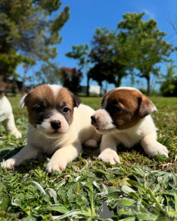 Foto №1. jack russell terrier - zum Verkauf in der Stadt Helsinki | verhandelt | Ankündigung № 160848