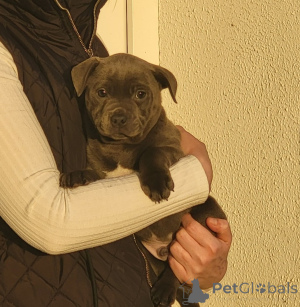 Foto №2 zu Ankündigung № 172206 zu verkaufen staffordshire bull terrier - einkaufen Belgien quotient 	ankündigung