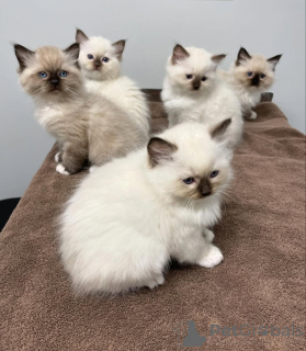 Foto №1. ragdoll-katze - zum Verkauf in der Stadt Unhöflich | verhandelt | Ankündigung № 168454