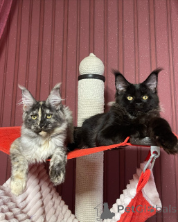 Foto №2 zu Ankündigung № 160673 zu verkaufen maine-coon-katze - einkaufen Großbritannien züchter