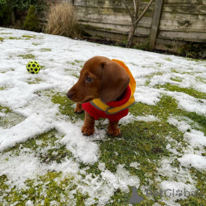 Foto №4. Ich werde verkaufen  in der Stadt Dunedin.  - preis - Frei