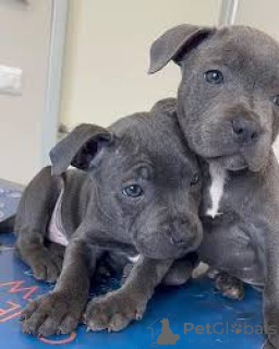 Foto №1. staffordshire bull terrier - zum Verkauf in der Stadt Belfast | 899€ | Ankündigung № 166109