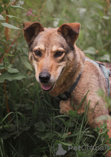 Foto №3. Ruby der Hund sucht ein Zuhause. Russische Föderation
