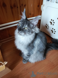 Foto №3. Kätzchen Cote Mainkun Polydakt. Russische Föderation