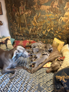 Foto №4. Ich werde verkaufen weimaraner in der Stadt Platerówka. züchter - preis - 700€