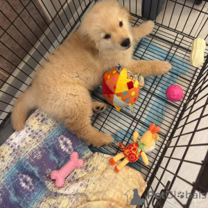 Foto №3. Bezaubernde Golden-Retriever-Welpen suchen ein liebevolles Zuhause. Österreich