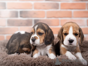 Foto №2 zu Ankündigung № 103661 zu verkaufen beagle - einkaufen Deutschland quotient 	ankündigung
