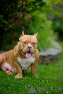 Zusätzliche Fotos: American Bully Welpen zu verkaufen