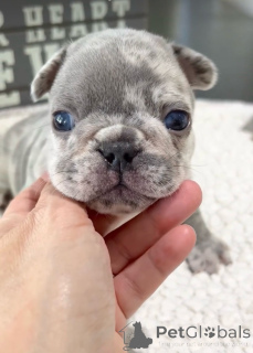 Foto №2 zu Ankündigung № 138249 zu verkaufen französische bulldogge - einkaufen USA quotient 	ankündigung, züchter
