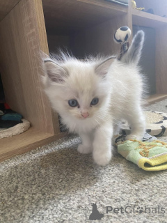 Foto №2 zu Ankündigung № 153884 zu verkaufen ragdoll-katze - einkaufen Belgien quotient 	ankündigung