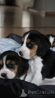 Foto №3. Beagle-Welpen zu vermitteln.. Deutschland