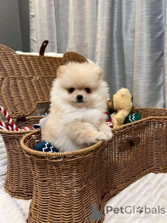 Foto №4. Ich werde verkaufen  in der Stadt Kaltern und die Weinstraße.  - preis - verhandelt