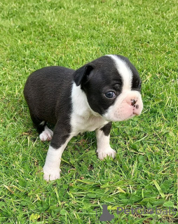 Foto №1. boston terrier - zum Verkauf in der Stadt Bamberg | Frei | Ankündigung № 117788